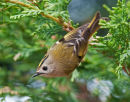 Goldcrest