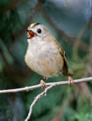 Goldcrest