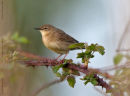 Grasshopper Warbler