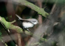 Lesser Whitethroat