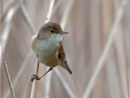 Reed Warbler