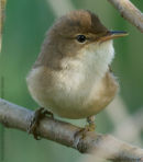 reed warbler