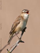 Sedge Warbler