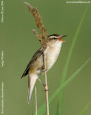 Sedge Warbler