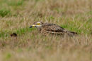 Stone Curlew
