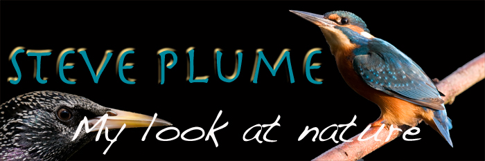 My Look At Nature - Steve Plume Photography