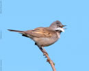 Whitethroat male