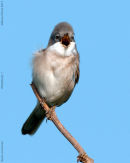 Whitethroat male