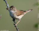Whitethroat