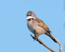 Whitethroat male