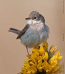 Whitethroat
