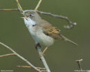 Whitethroat