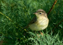 Willow Warbler