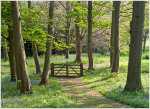 Bluebells, Mottistone