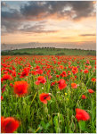 Poppies, Nunwell Down