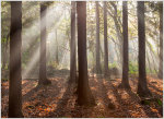 Firestone Copse 