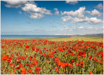Poppies, Chale