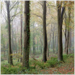 The Ethereal Forest