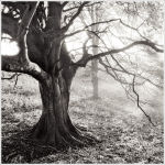 Wise Woods