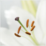 Lily 1