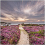 Headon Warren