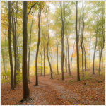 Brighstone Forest