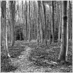 Woodhouse Copse