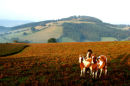BARROW HILL FROM HOPESAY COMMON