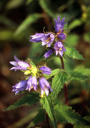 NETTLE-LEAVED BELLFLOWER