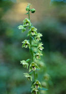 BROAD LEAVED HELLEBORINE