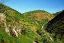 ROWANS IN THE VALLEY