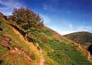 ROWAN IN AUTUMN