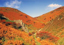 AUTUMN COLOURS 