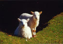 TWIN LAMBS
