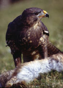 COMMON BUZZARD