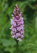 COMMON SPOTTED ORCHID