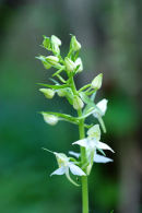 COMMON TWAYBLADE