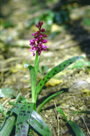 EARLY PURPLE ORCHID - 1