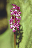 EARLY PURPLE ORCHID - 2