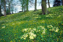 PRIMROSE WOOD