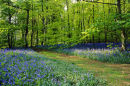 BLUEBELLS IN RECTORY WOOD