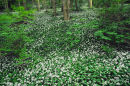 WILD GARLIC IN HOPE WOOD