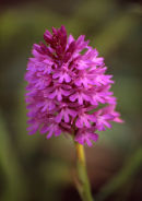 PYRAMIDAL ORCHID