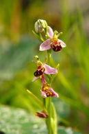 BEE ORCHID