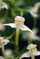 GREATER BUTTERFLY ORCHID - 2