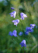 HAREBELL