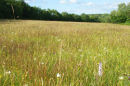 HAY MEADOW, MILLICHOPE