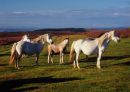 LONG MYND PONIES
