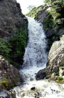 LIGHT SPOUT IN SPRING