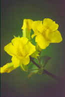 MIMULUS